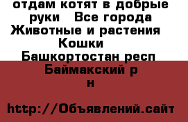 отдам котят в добрые руки - Все города Животные и растения » Кошки   . Башкортостан респ.,Баймакский р-н